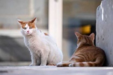 image of feral_cats