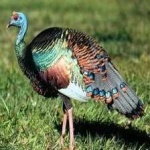 image of ocellated_turkey #31