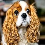 image of animal
