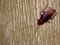 image of cockroach