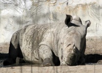 image of animal