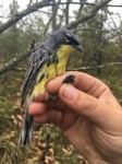 image of warbler
