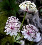 image of flower