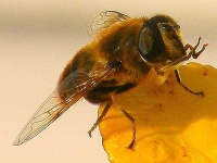 image of fly