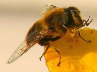 image of fly #26