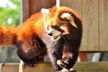 image of animal