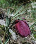 image of fritillary #22