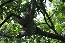 image of three_toed_sloth