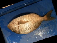 image of red_sea_bream #0