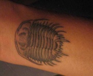 image of trilobite