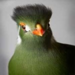 image of bird