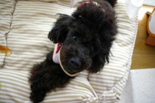 image of toy_poodle #0
