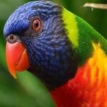 image of bird
