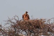 image of vulture