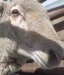 image of animal