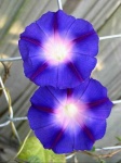 image of flower