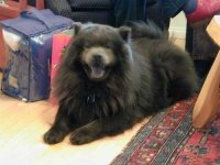 image of chow