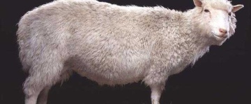 image of animal