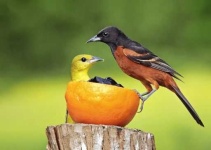 image of oriole