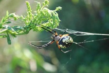 image of black_and_gold_garden_spider #14