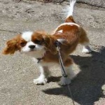 image of animal