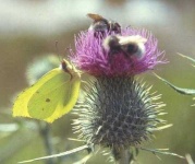 image of spear_thistle #10