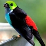 image of bird