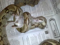 image of boa_constrictor #3