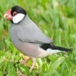 image of bird