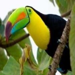 image of bird