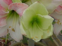 image of flower