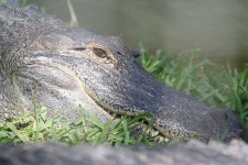 image of american_alligator