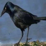 image of bird
