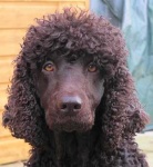 image of irish_water_spaniel #2