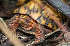 image of box_turtle