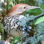 image of brown_thrasher #23