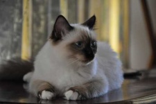 image of birman #8