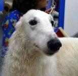 image of borzoi