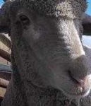 image of animal