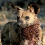 image of african_wild_dog #12