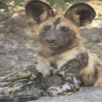 image of african_wild_dog #1
