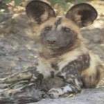 image of animal