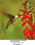 image of hummingbird