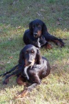 image of gordon_setter #4