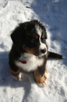 image of bernese_mountain_dog #1