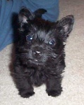 image of scottish_terrier #15