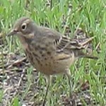 image of american_pipit #10