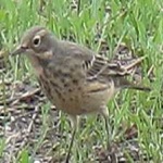 image of bird