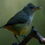 image of bird
