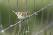 image of warbler